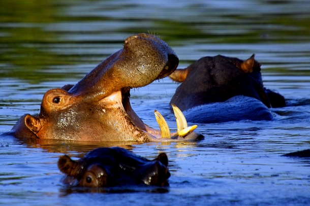 Hipopótamo - Animais Mais Perigosos do Mundo