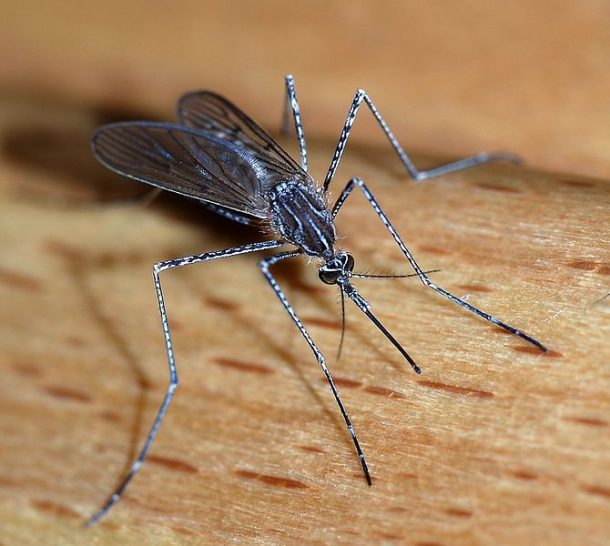 Mosquito - Animais Mais Perigosos do Mundo