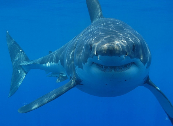 Tubarão Branco - Animais Mais Perigosos do Mundo